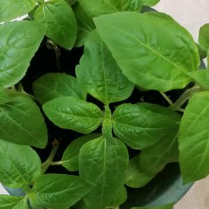 香草冰激凌zl头像