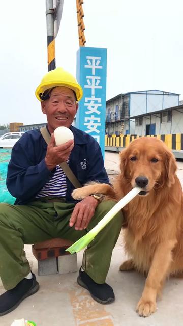 轮胎粑粑 - 这金毛吃爷爷的馒头尽然是为了. - kol 数据,网红排行榜